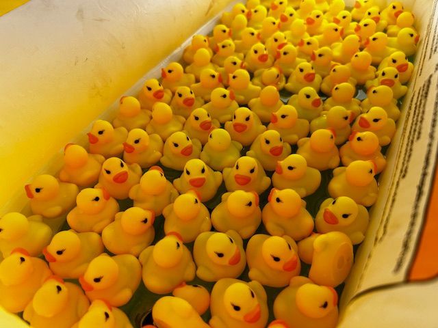 A box filled with dozens of yellow rubber ducks with orange beaks