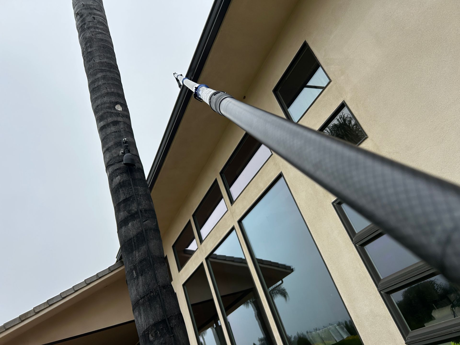 Low-angle view of a building facade with tall palm trees and reflective windows