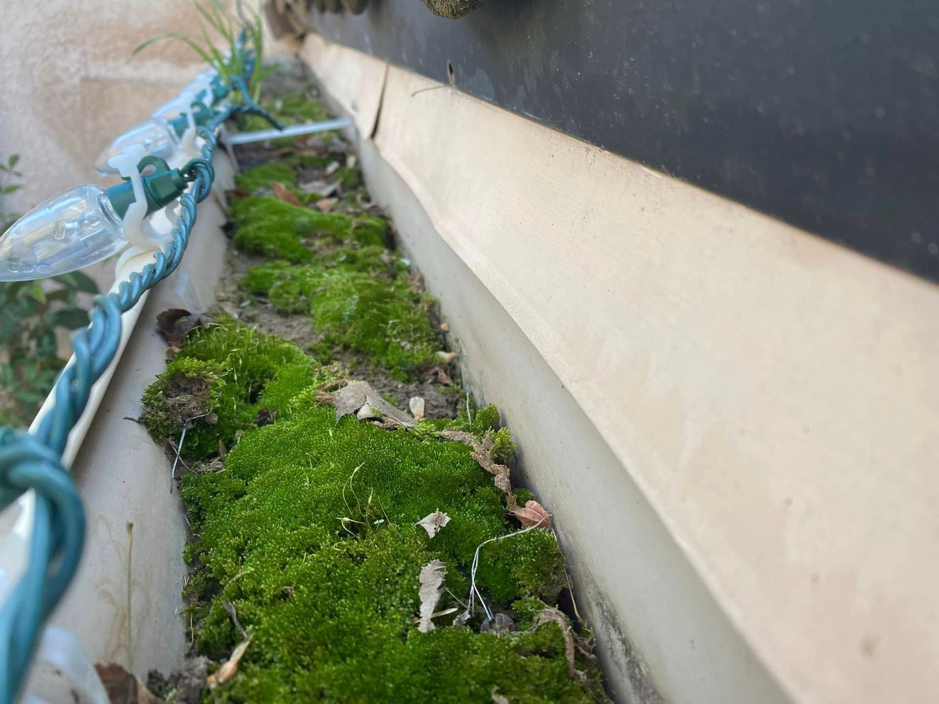 Narrow outdoor walkway with mossy ground beside a building wall and blue rope railing