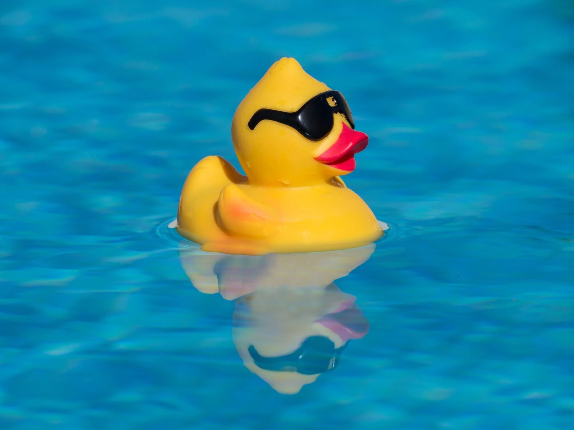 Yellow rubber duck with black sunglasses floating in blue water