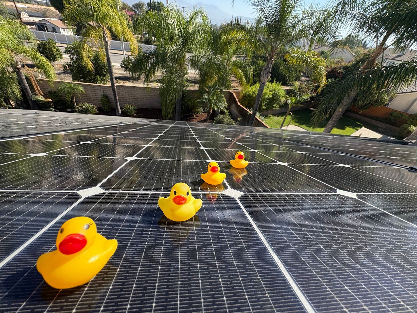 Yellow rubber ducks on solar panels outdoors, with a landscaped background.