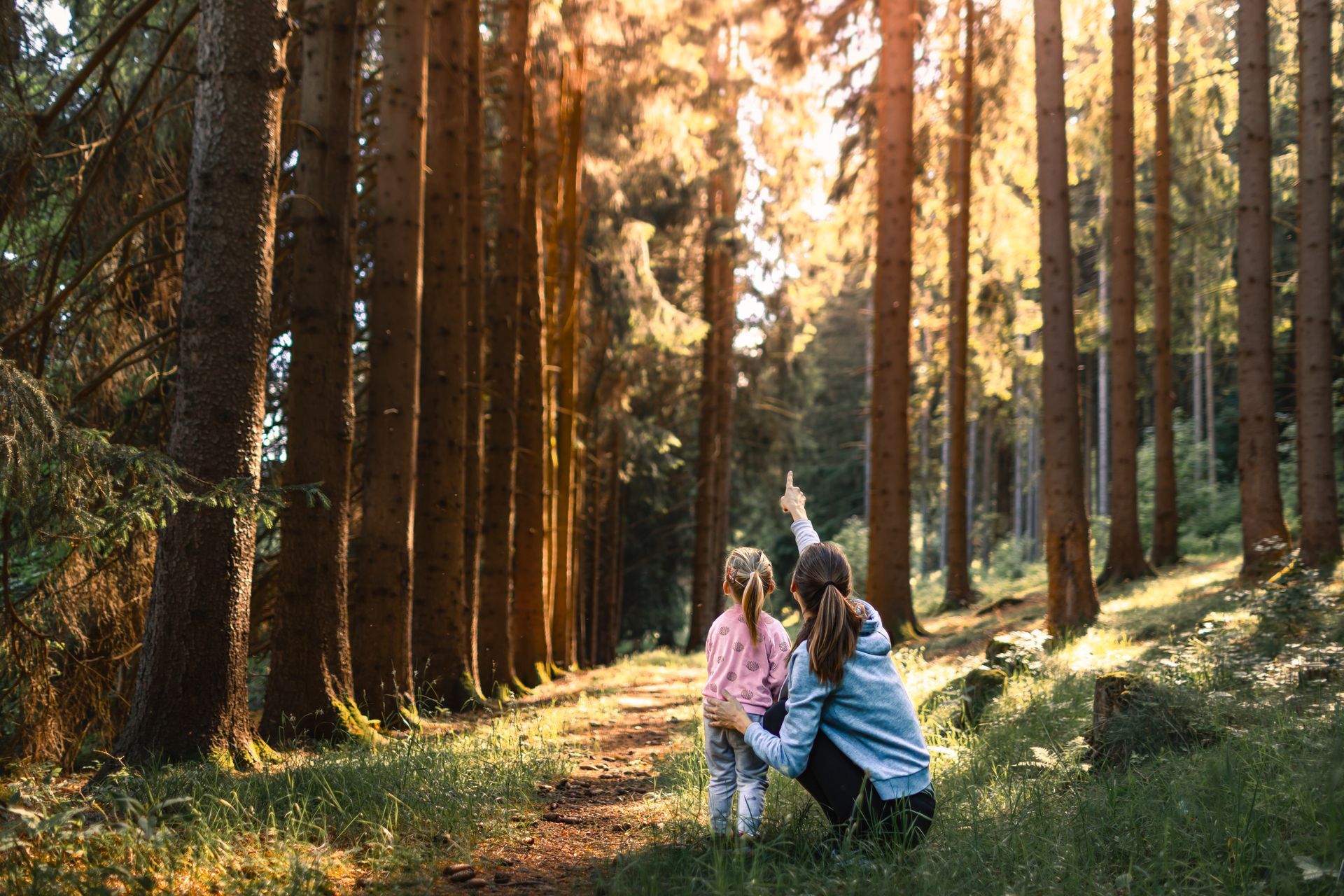 Three people walking through a sunlit forest among tall trees