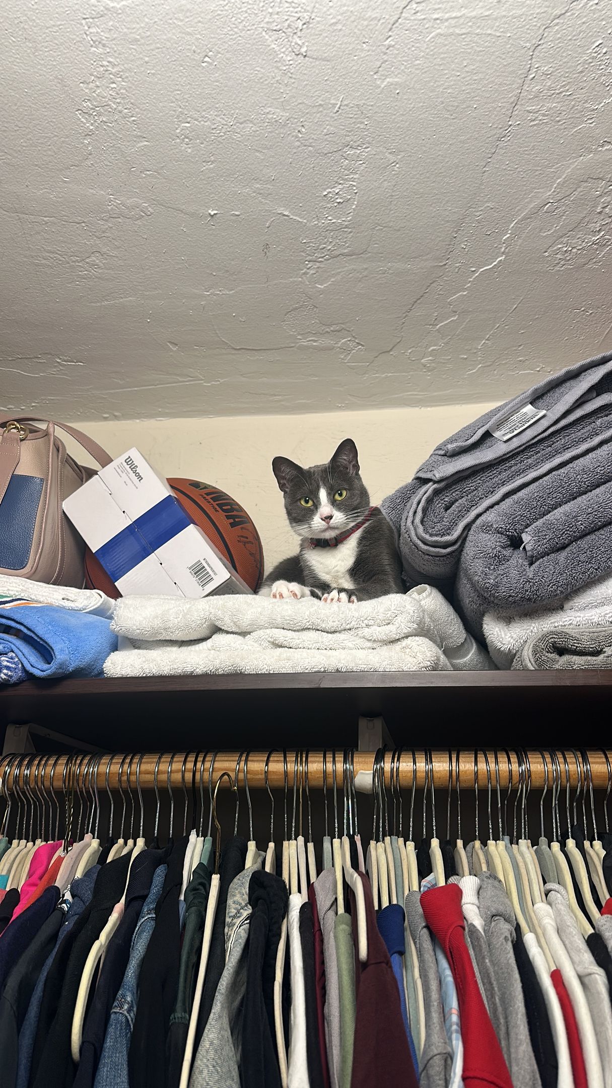 A cat is sitting on top of a shelf in a closet.