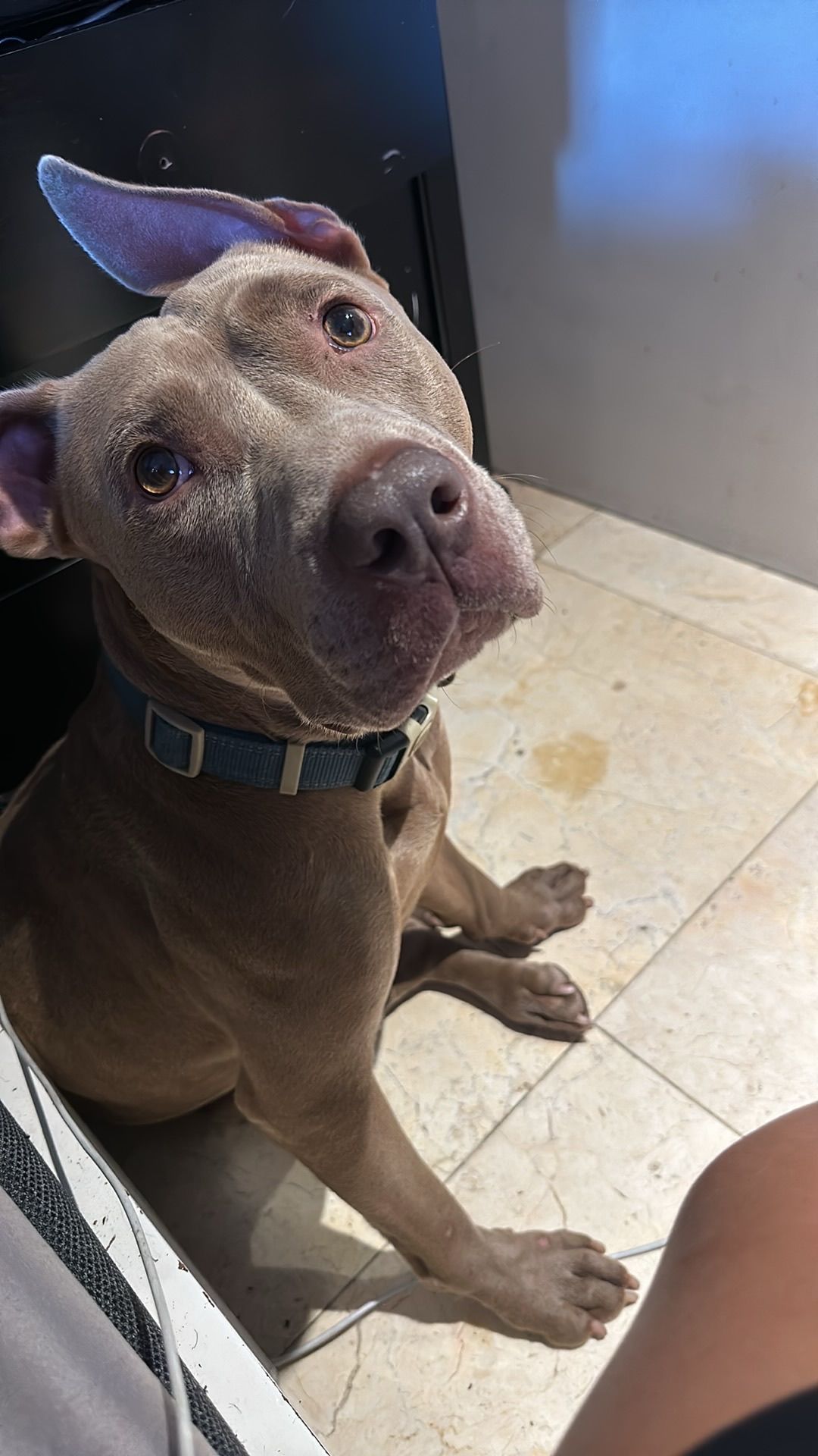 A brown dog with a blue collar is sitting on a tiled floor looking up at the camera.
