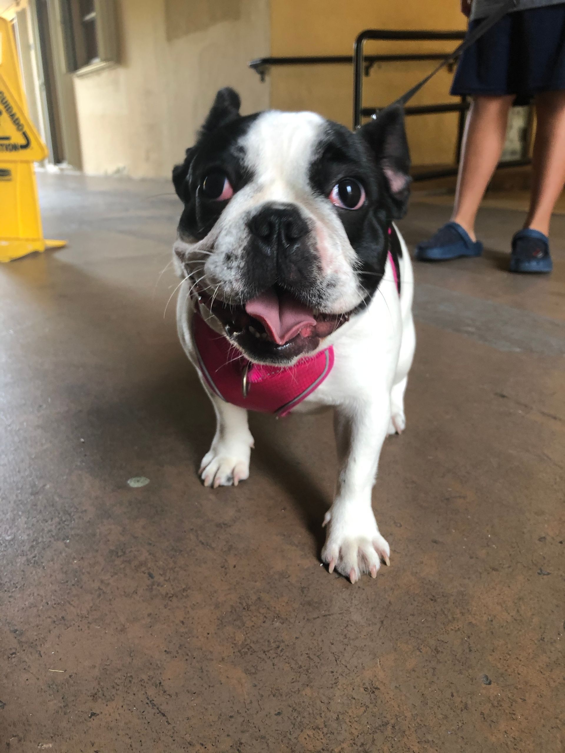 A black and white dog wearing a pink bow tie