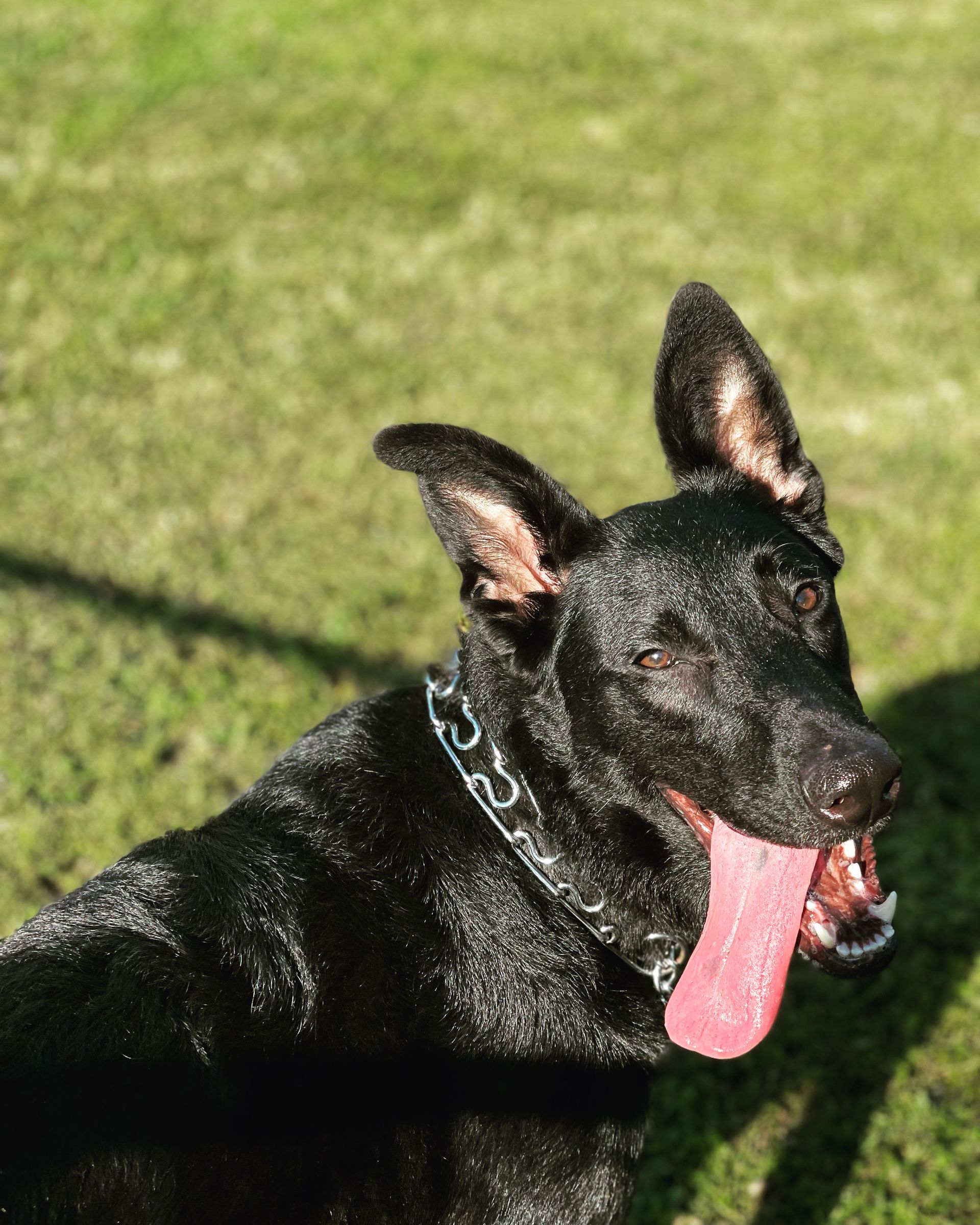 A black dog is laying in the grass with its tongue hanging out.