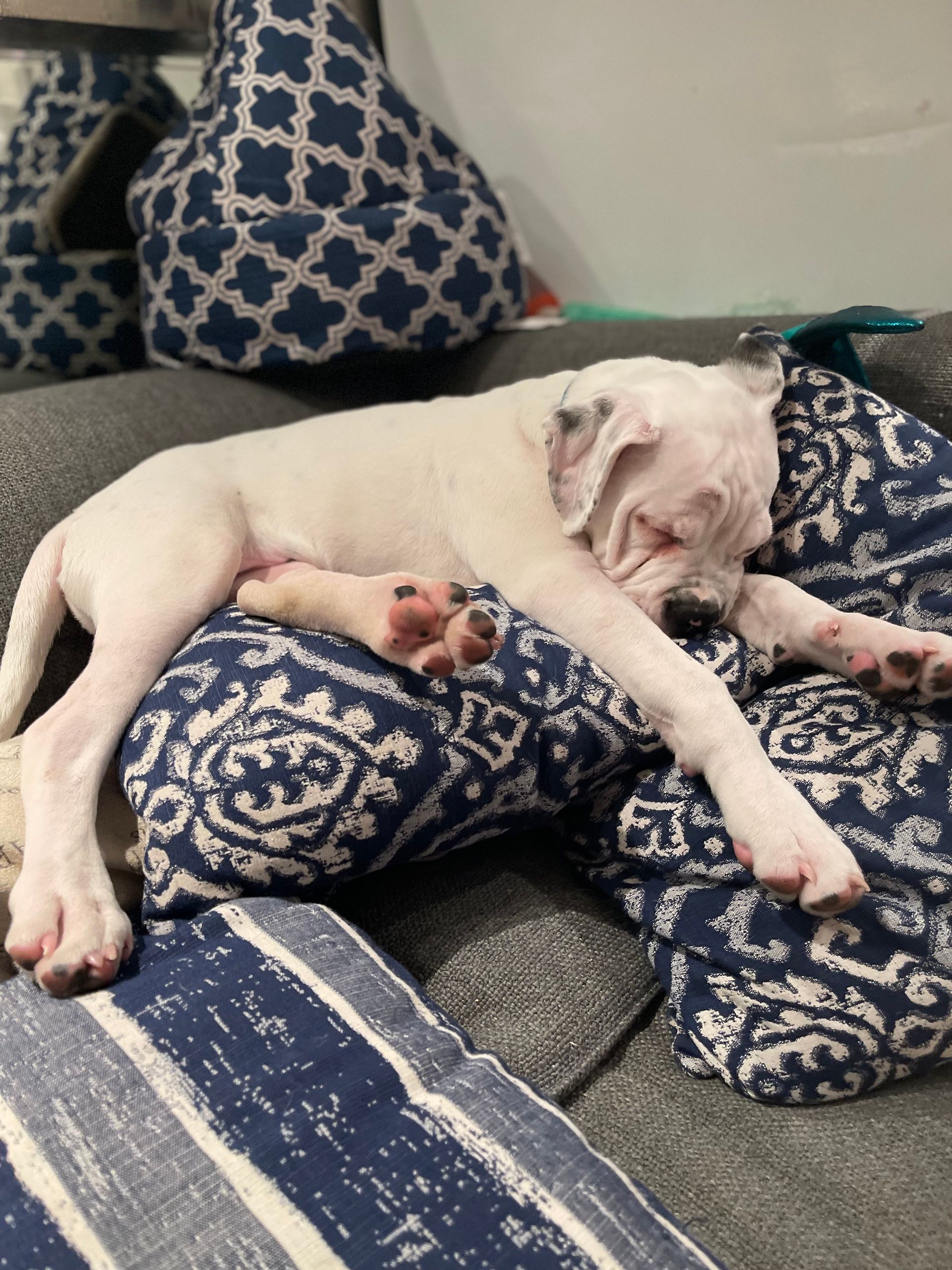 A white dog is laying on a blue and white pillow on a couch