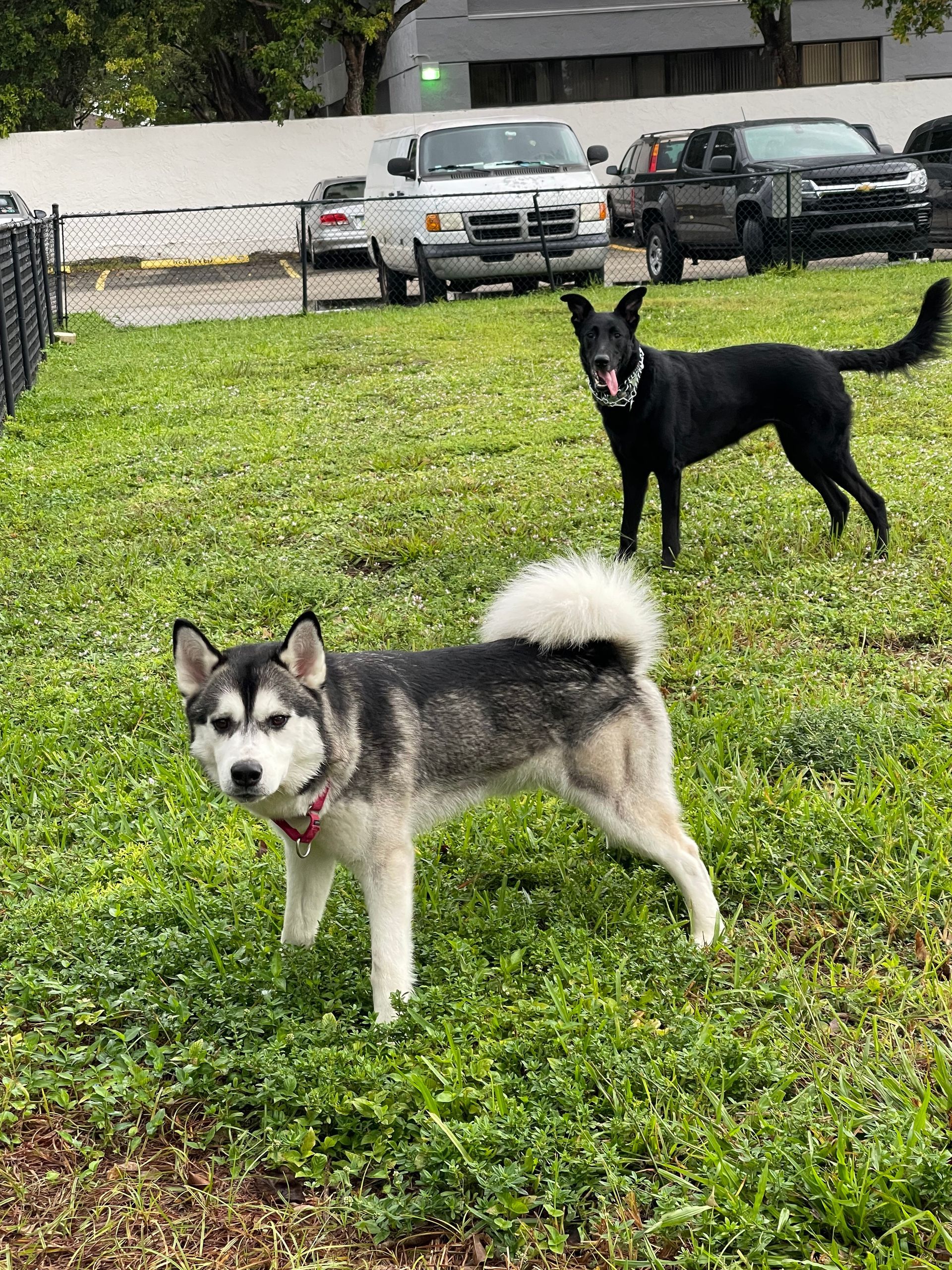Two dogs are standing in the grass in a park.