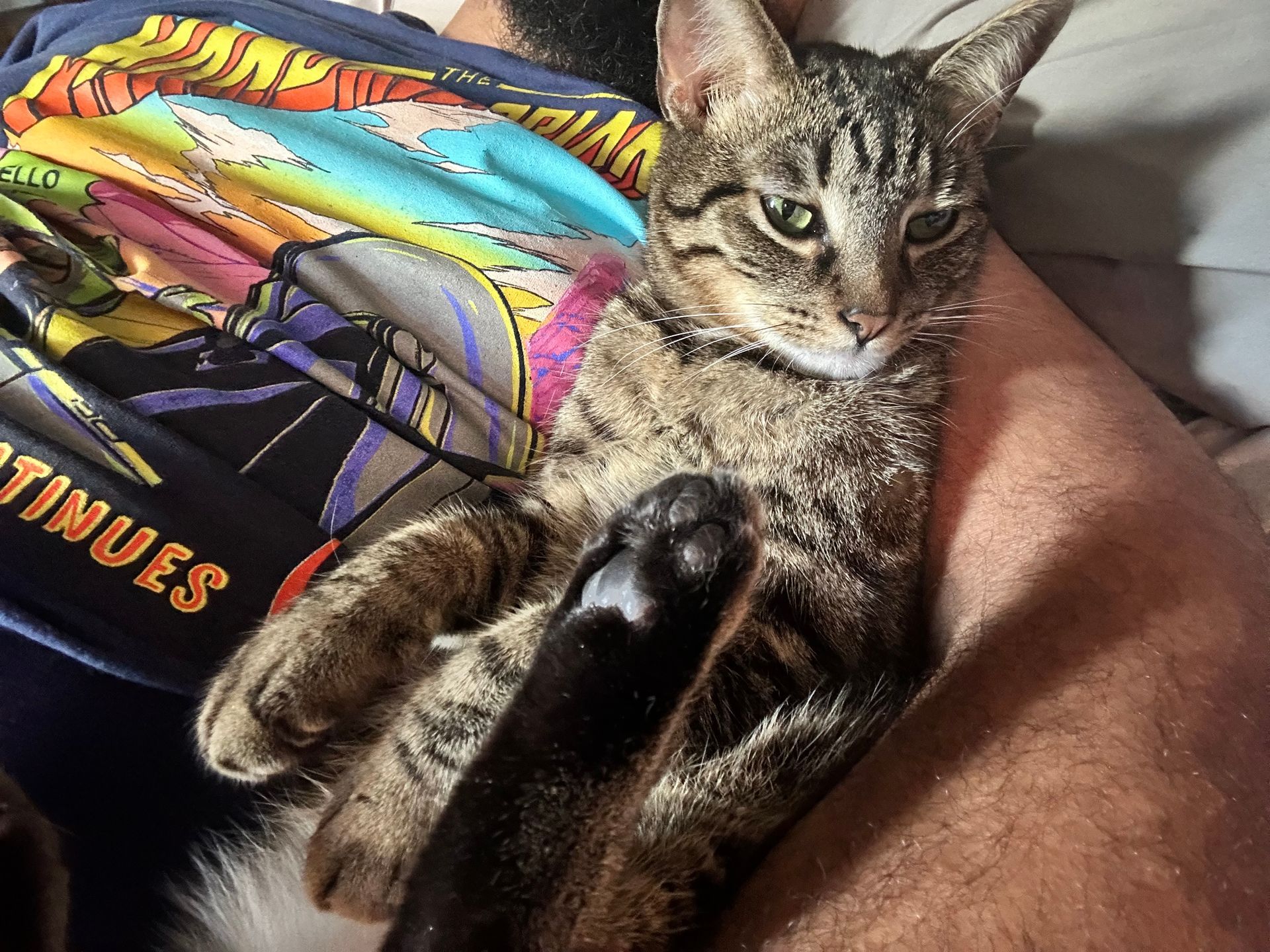 A cat is laying on a person 's lap with a shirt that says ' continues ' on it