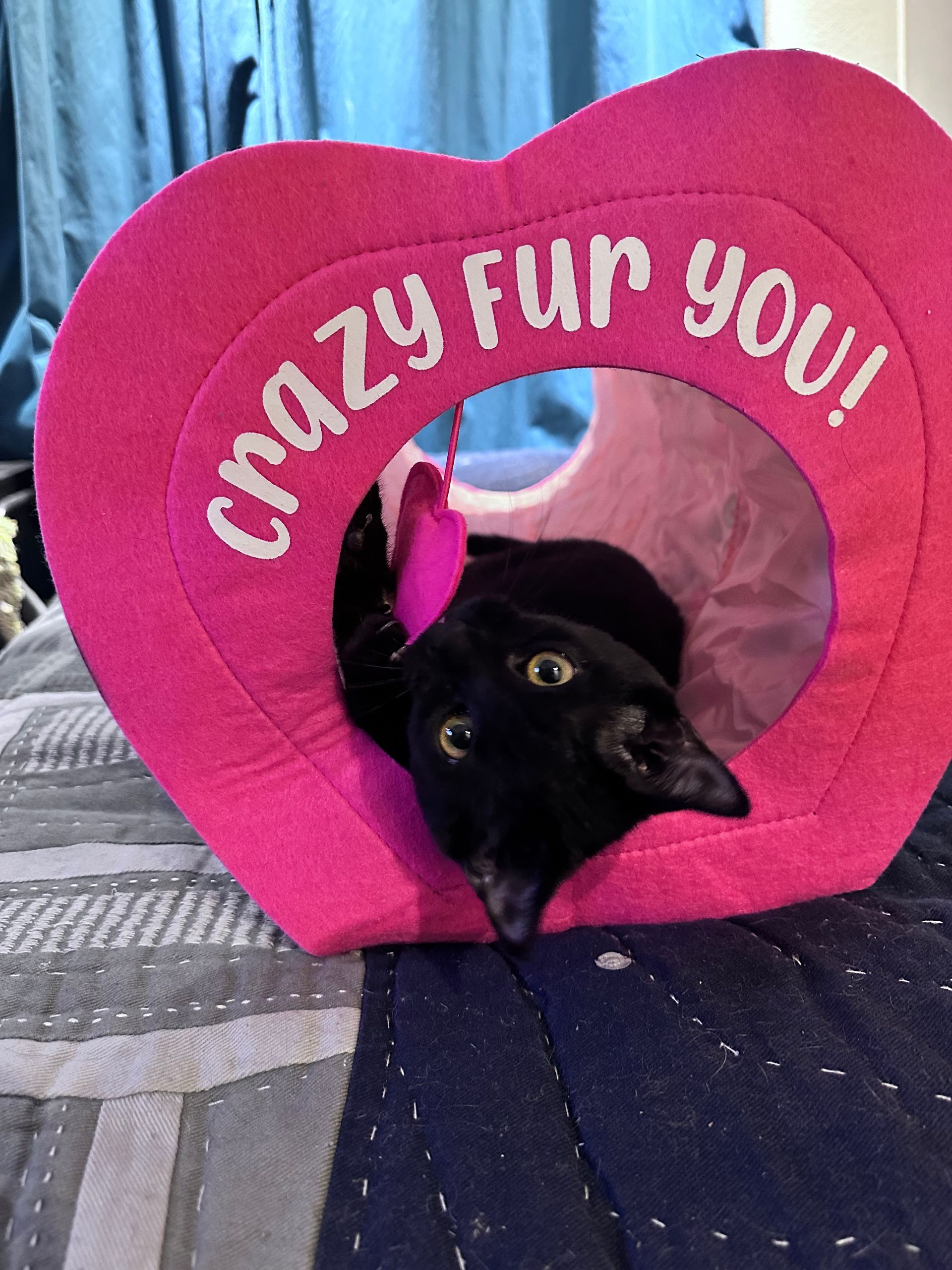 A black cat is laying in a pink heart shaped tunnel that says crazy fur you