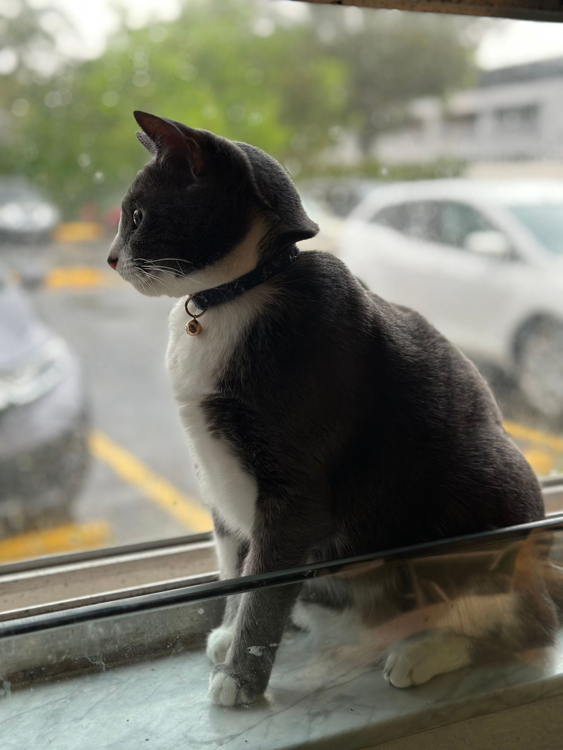A black and white cat is sitting on a window sill looking out.