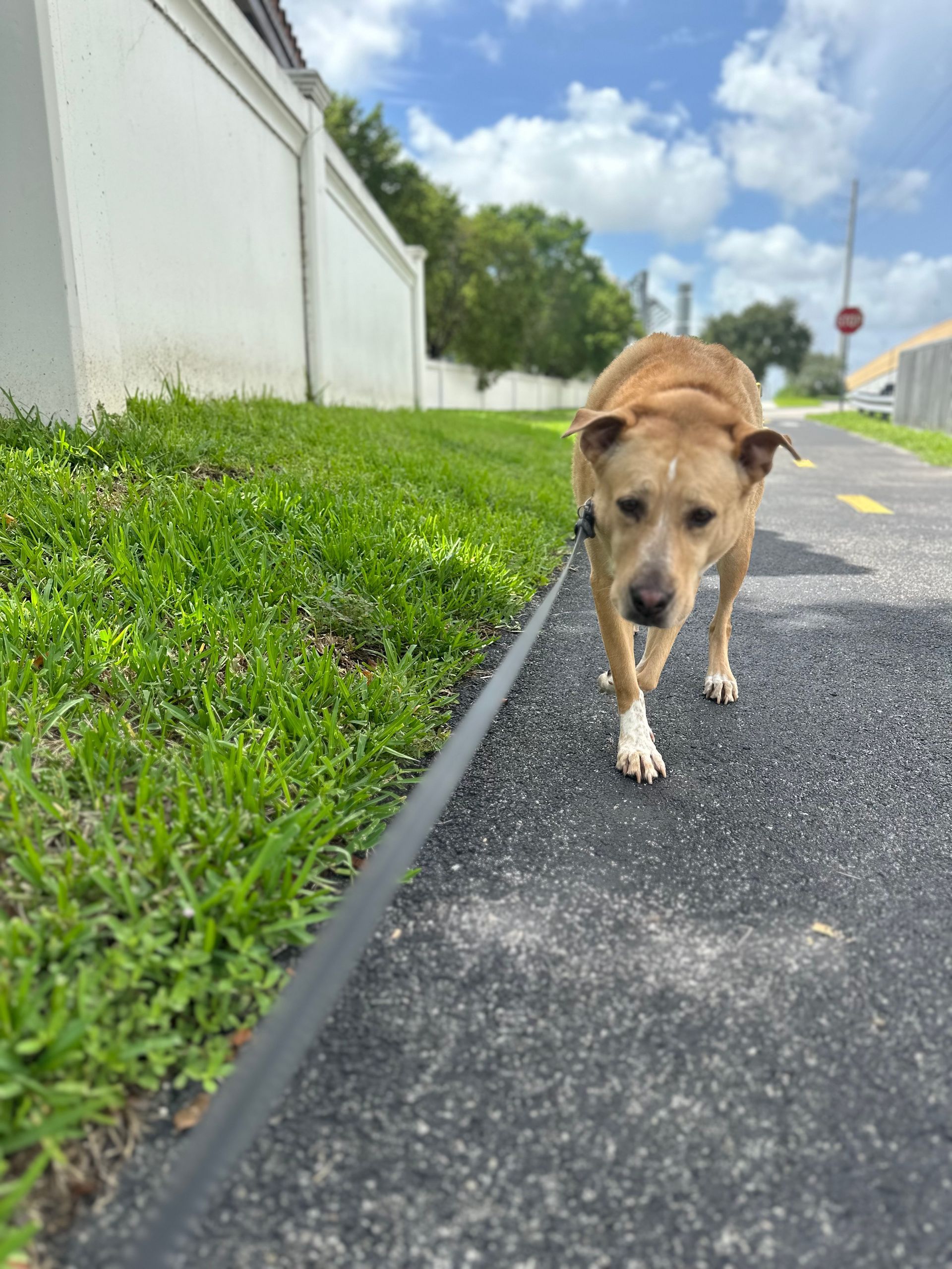 A dog is walking down a sidewalk next to a grassy hill.