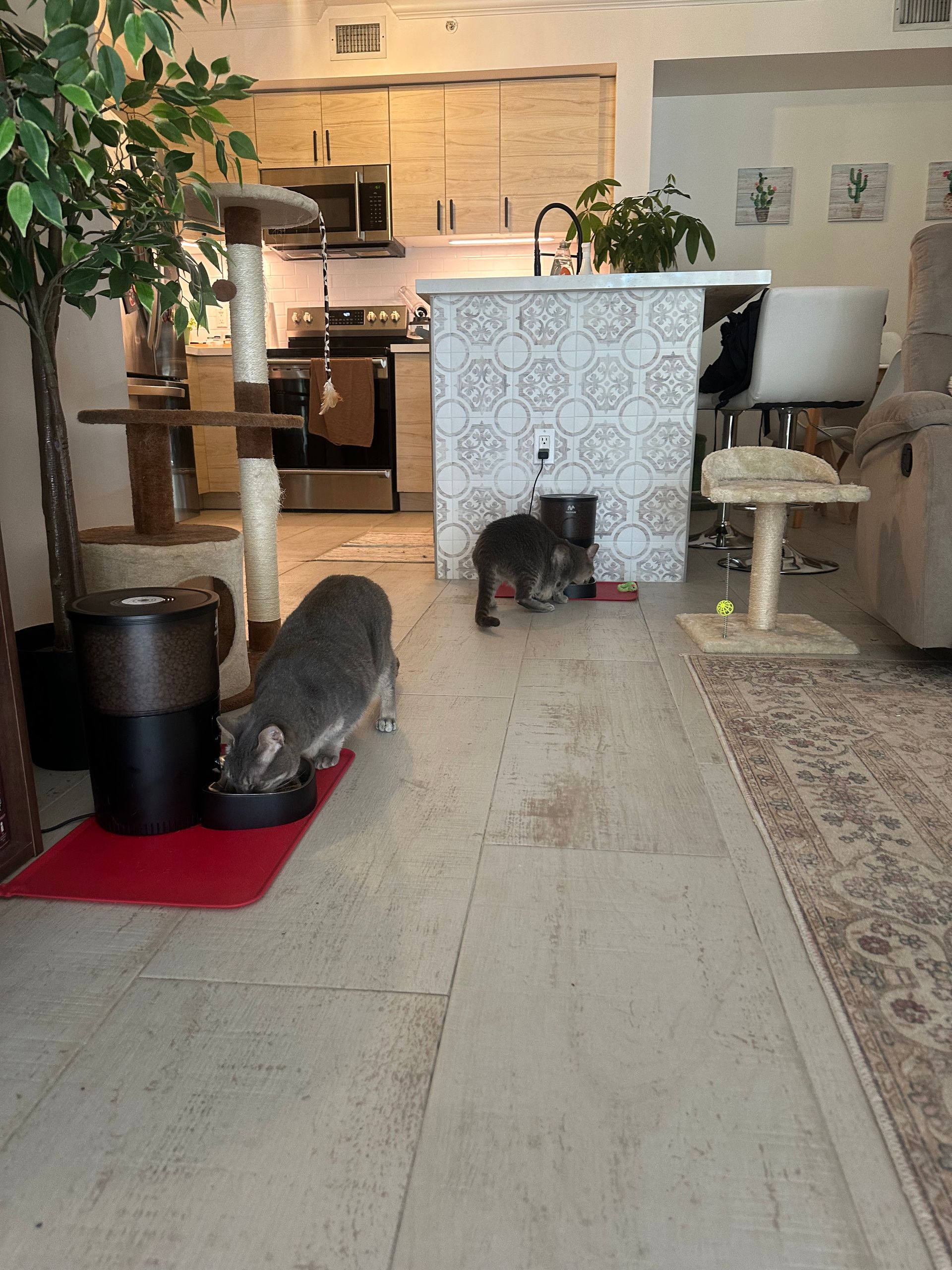 Two cats are eating from bowls in a living room