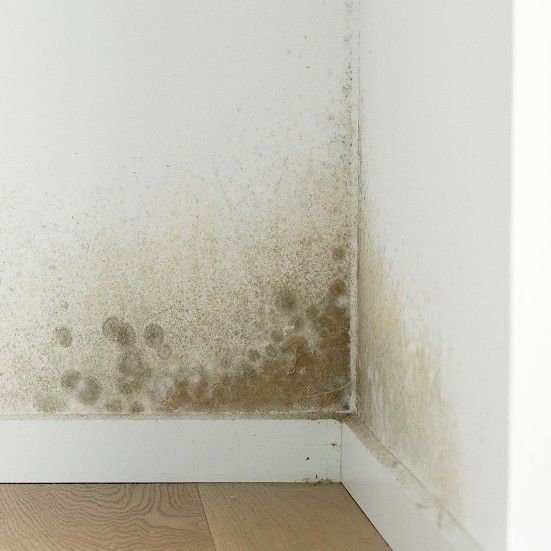 mold in house corner