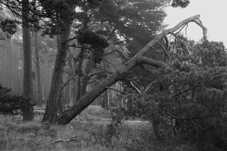 A bent tree leaning diagonally over a grassy, wooded area in black and white.