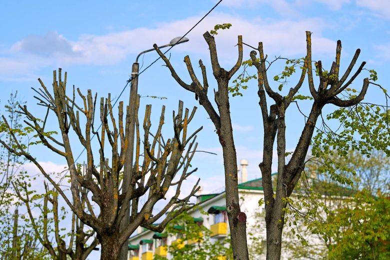 Pruned trees with bare branches against a blue sky, with a house and flowering tree in the background