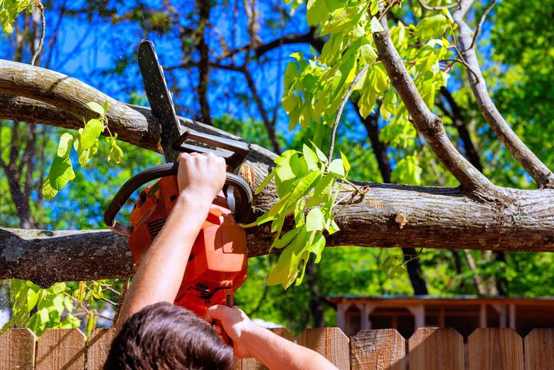 Tree canopy being trimmed by a bucket lift, with buildings in the background.