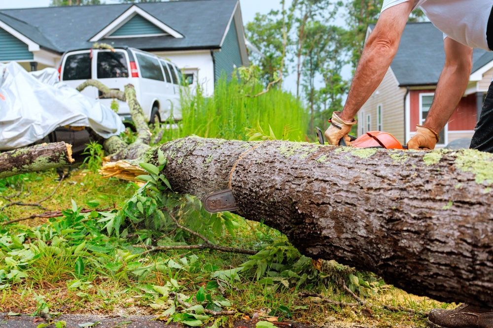 Person using chainsaw on fallen tree in residential neighborhood.
