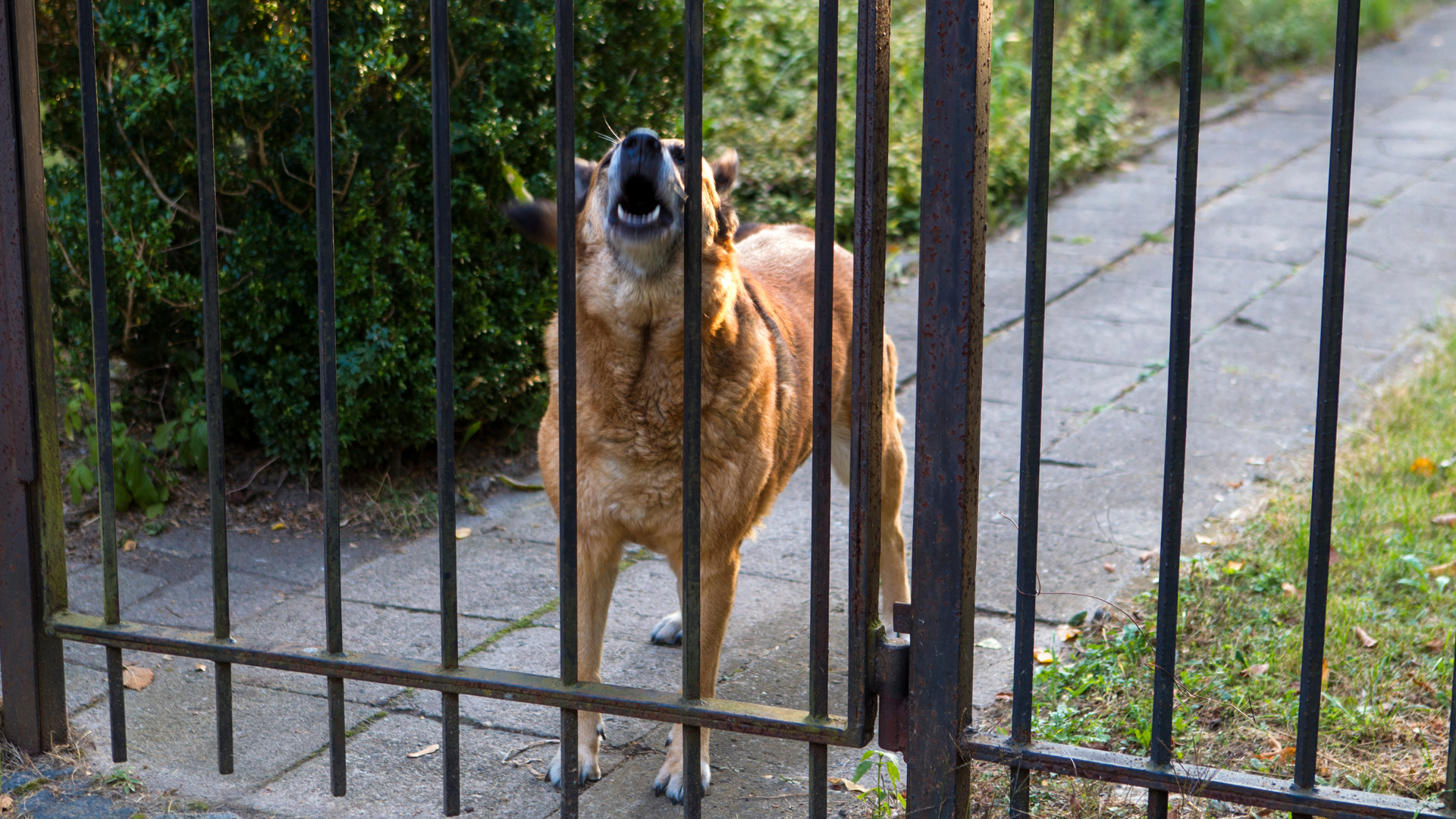 Barking Dog Redding CA Rental Property