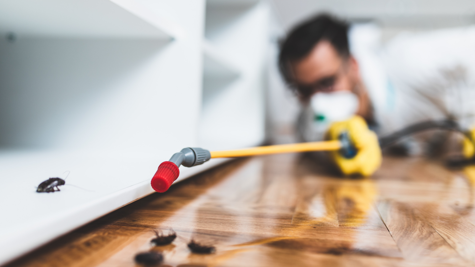 Rental homes and apartments including pest control