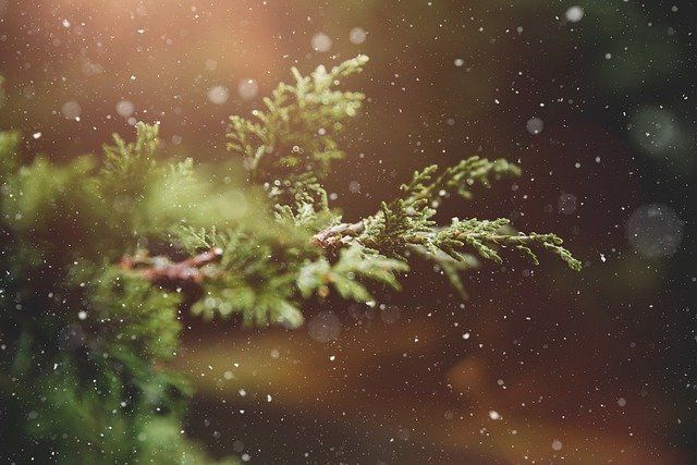 Christmas Tree Branch