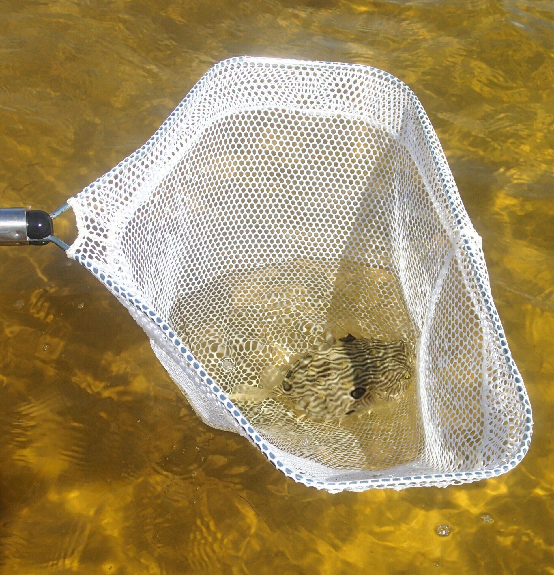 Cool Fish