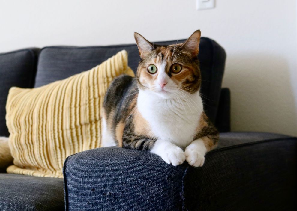 Cat with white chest and tabby fur sitting on a dark couch beside a striped yellow pillow.
