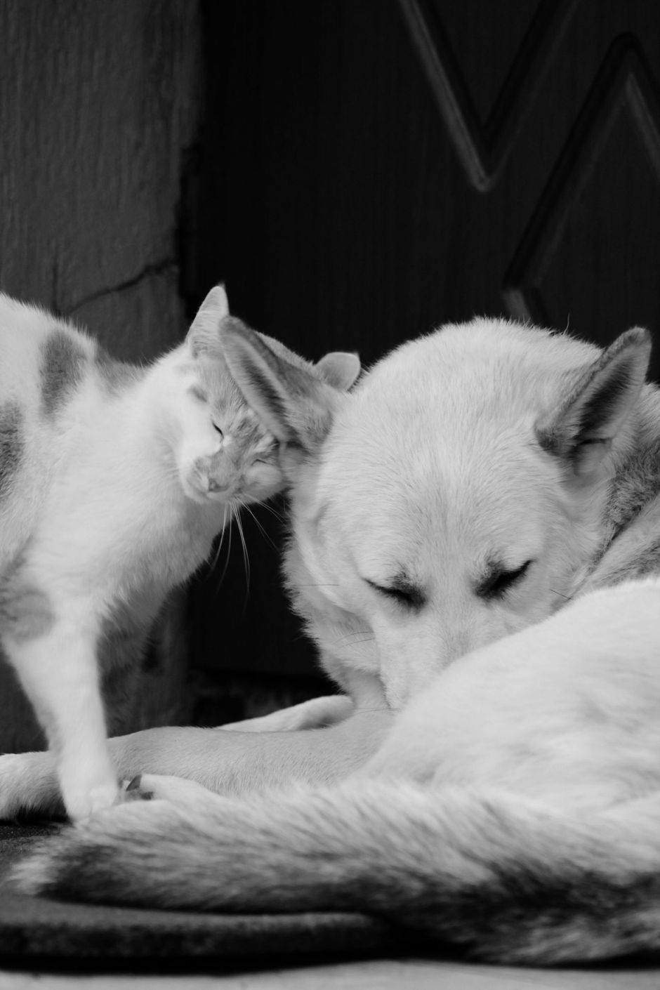 Two white cats nuzzling together in a black-and-white photo