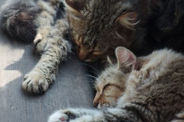 Two sleeping tabby cats curled together on a gray couch