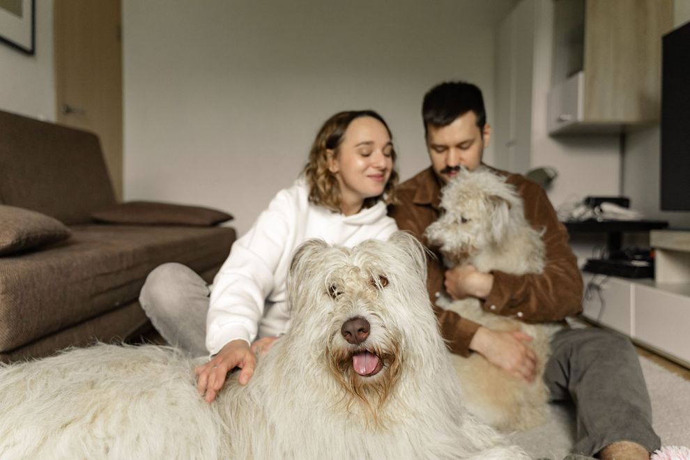 Family sitting on a couch with two fluffy dogs in a living room, one dog in front looking at camera.