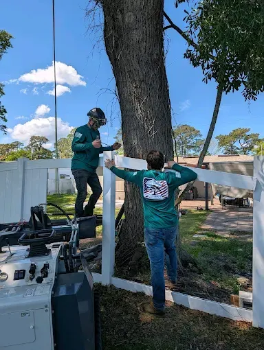Two workers install a white fence around a large tree in a sunny yard.