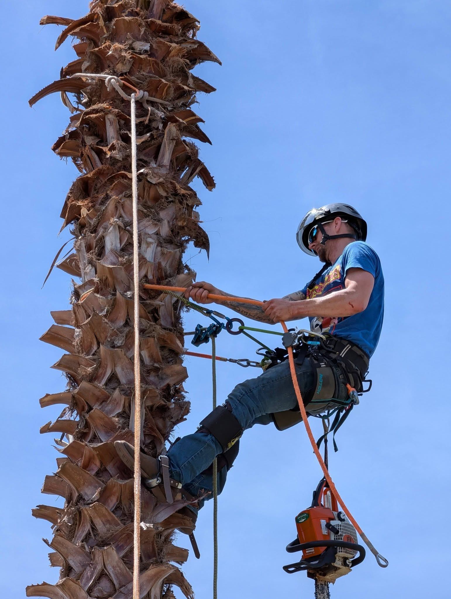 Worker in blue climbing a tall palm tree with ropes and safety gear against a blue sky