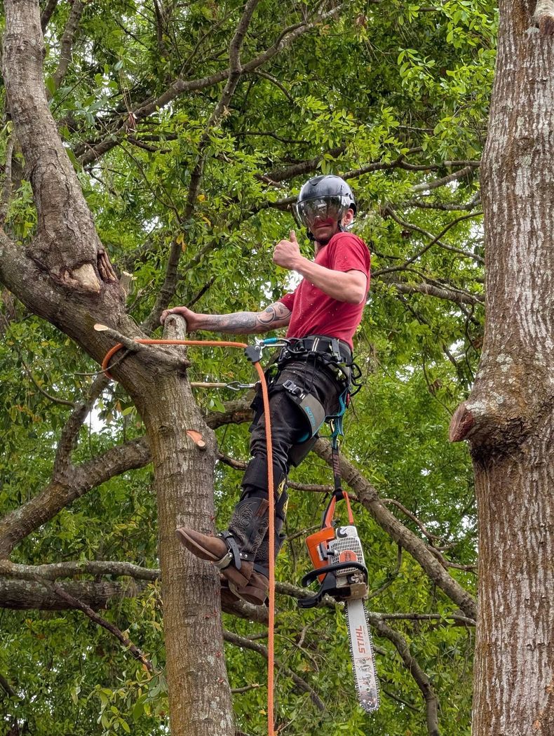 Arborist in red shirt and helmet rappels among tree branches with climbing gear
