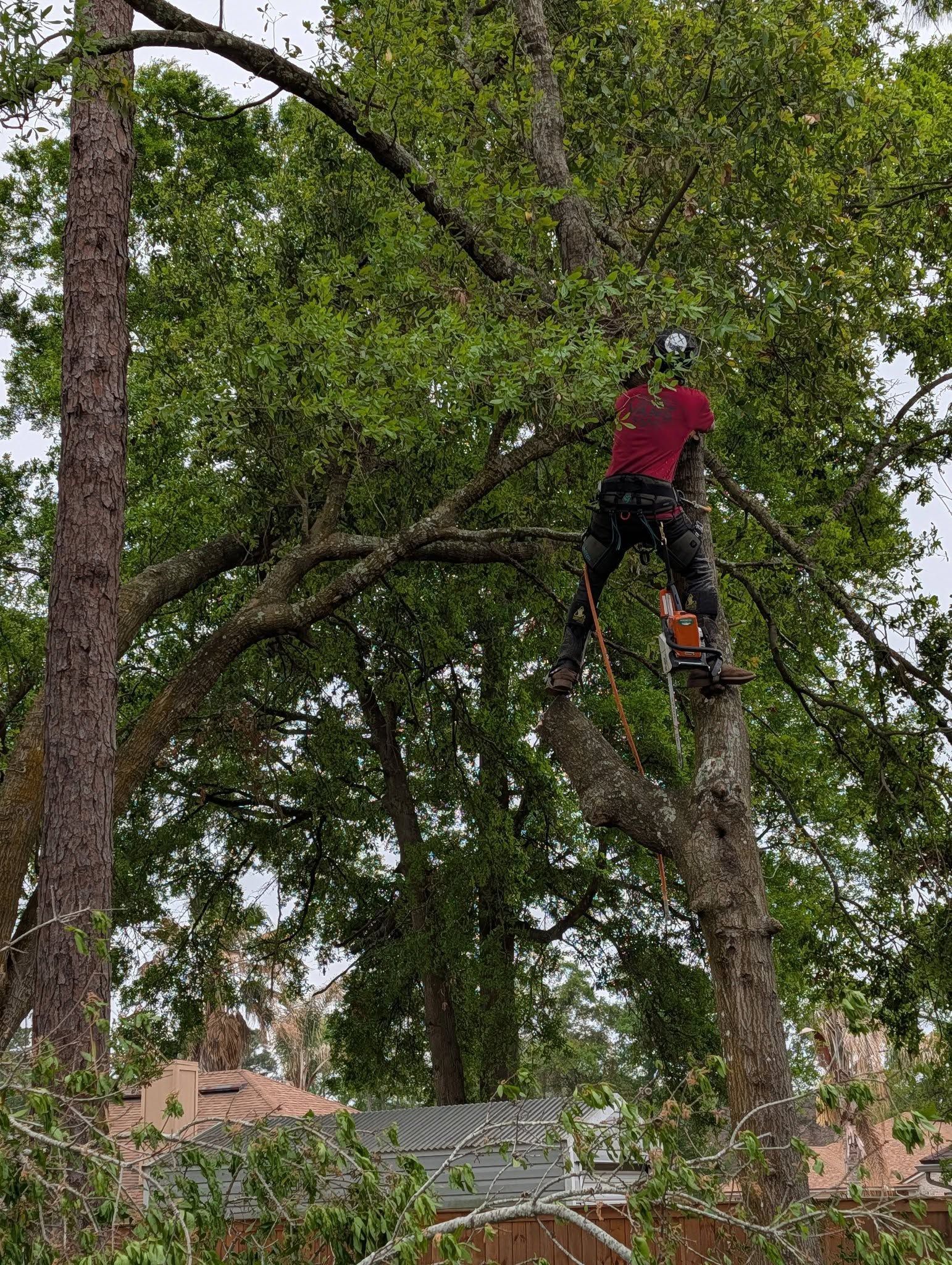 Arborist in red climbing gear trimming a tall tree with a chainsaw in a residential yard
