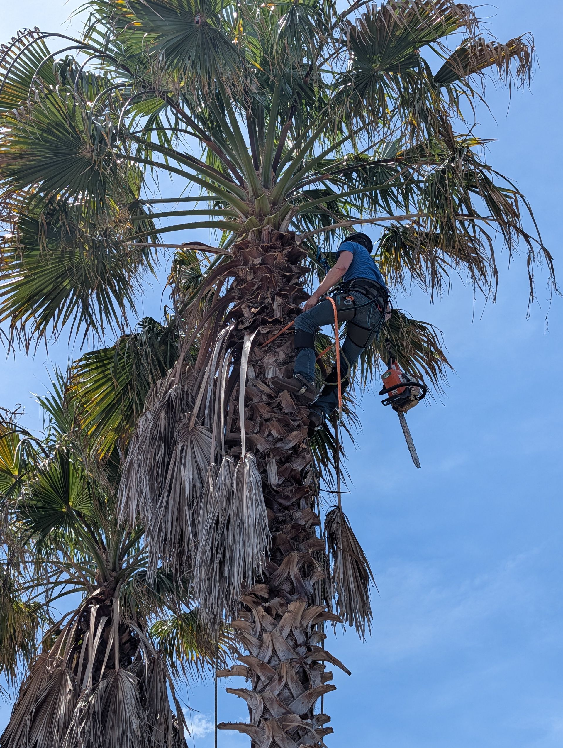 Worker trimming a tall palm tree against a blue sky