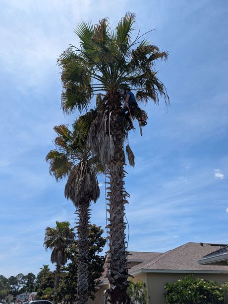 Tall palm trees against a blue sky beside a tiled-roof house.