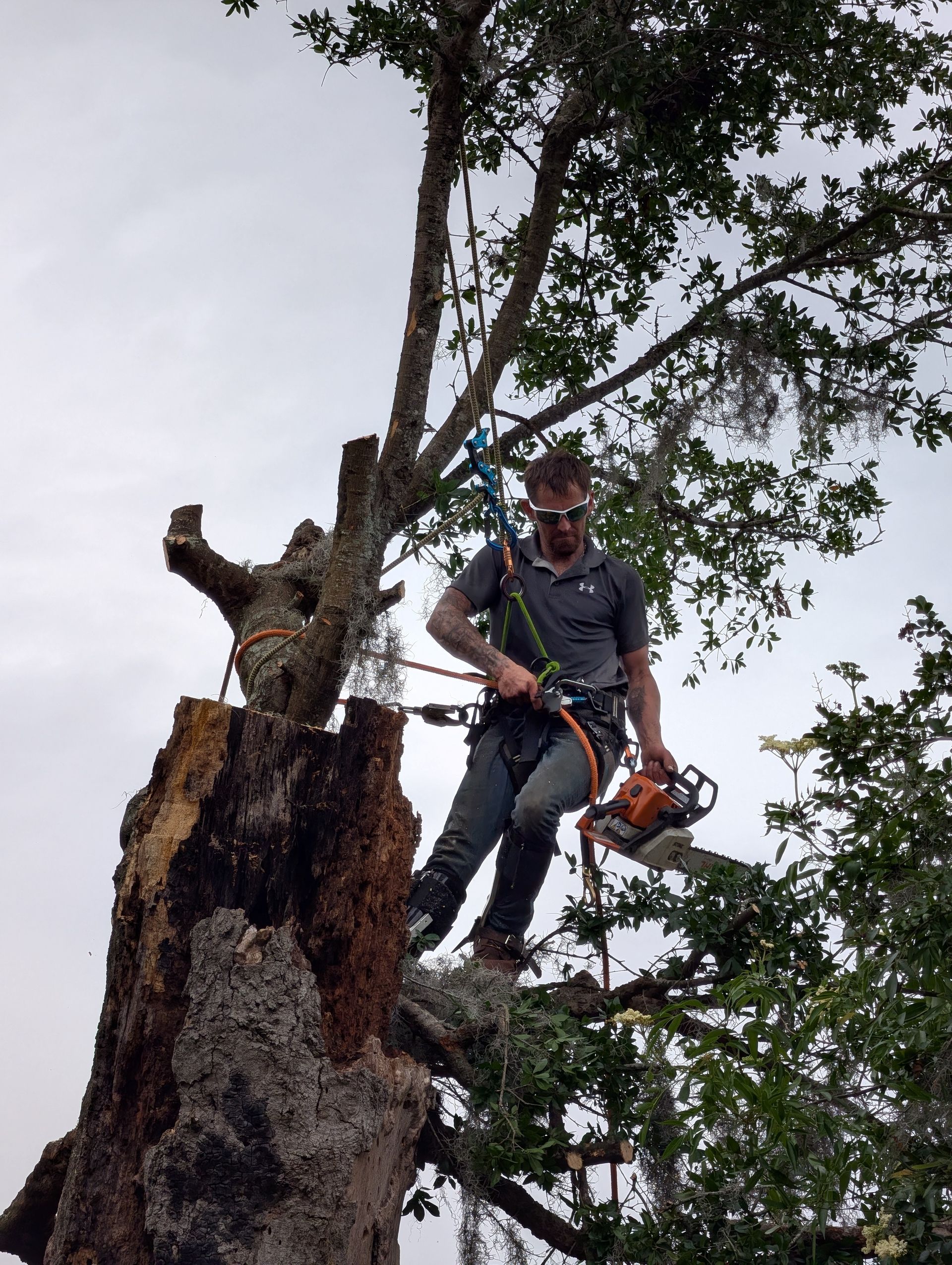 Arborist in safety gear stands on a cut tree trunk using a chainsaw amid tall trees