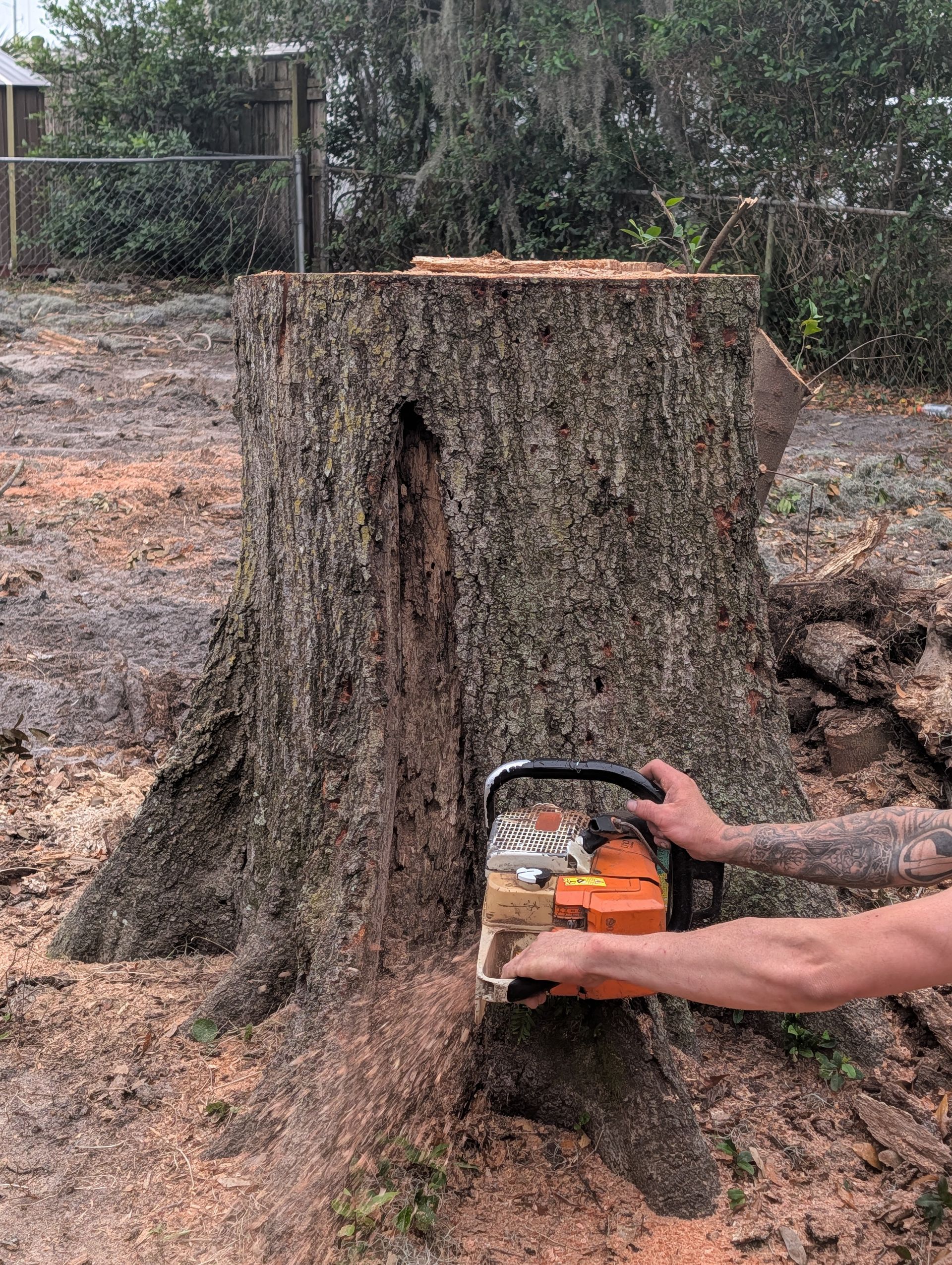Chainsaw cutting into a large tree stump outdoors, with wood chips scattered around.