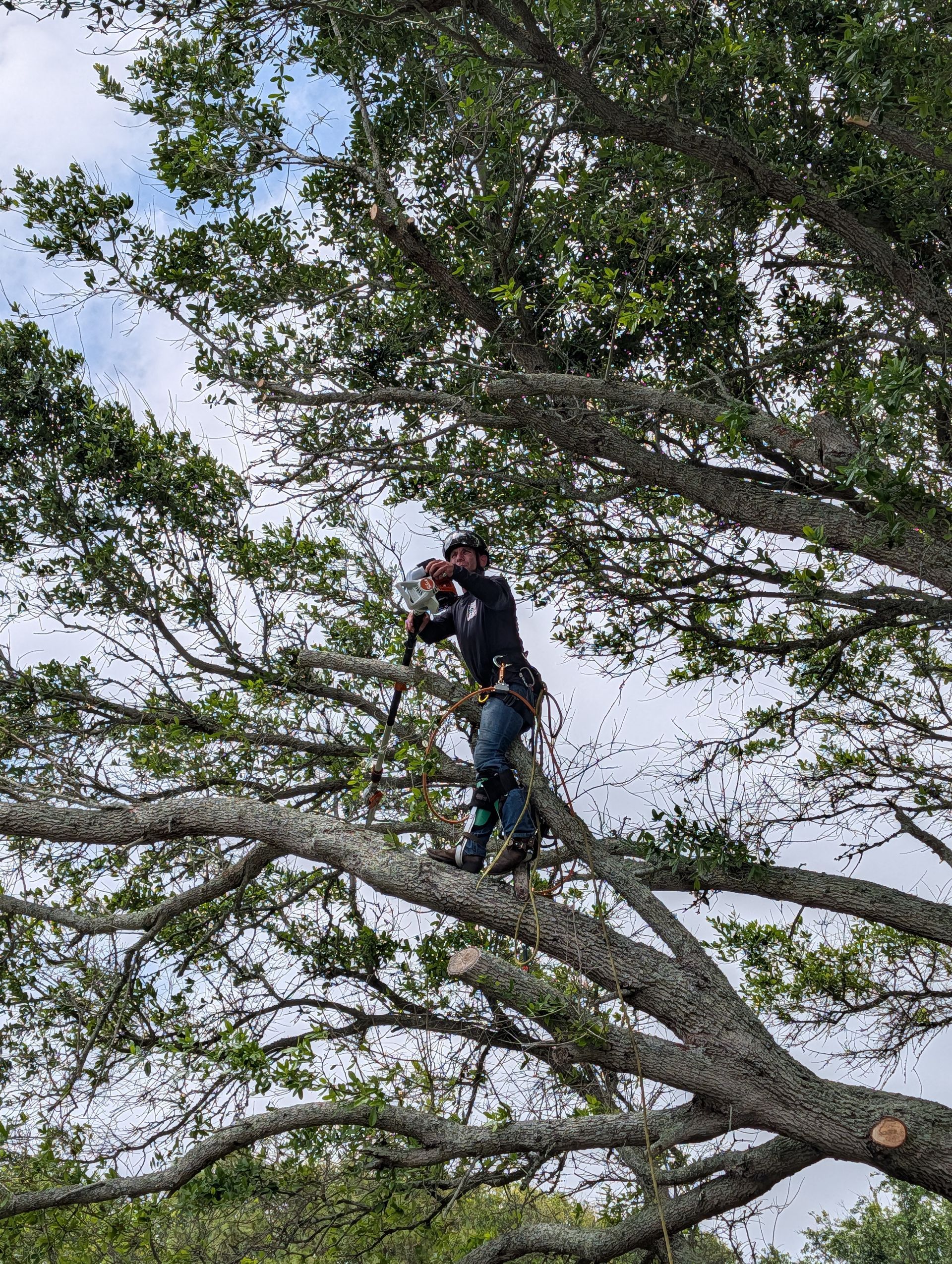 Arborist standing on a large tree branch, using climbing gear amid dense green leaves.