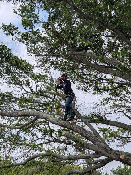Worker in safety gear trimming branches high in a leafy tree with a chainsaw