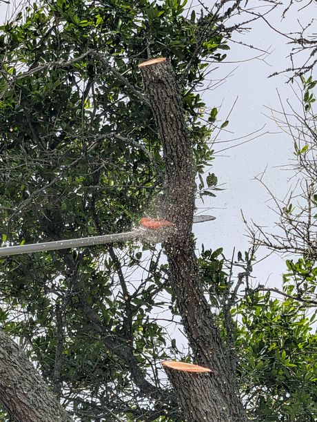 Chainsaw cutting a tree trunk in a leafy outdoor area, with wood chips flying.