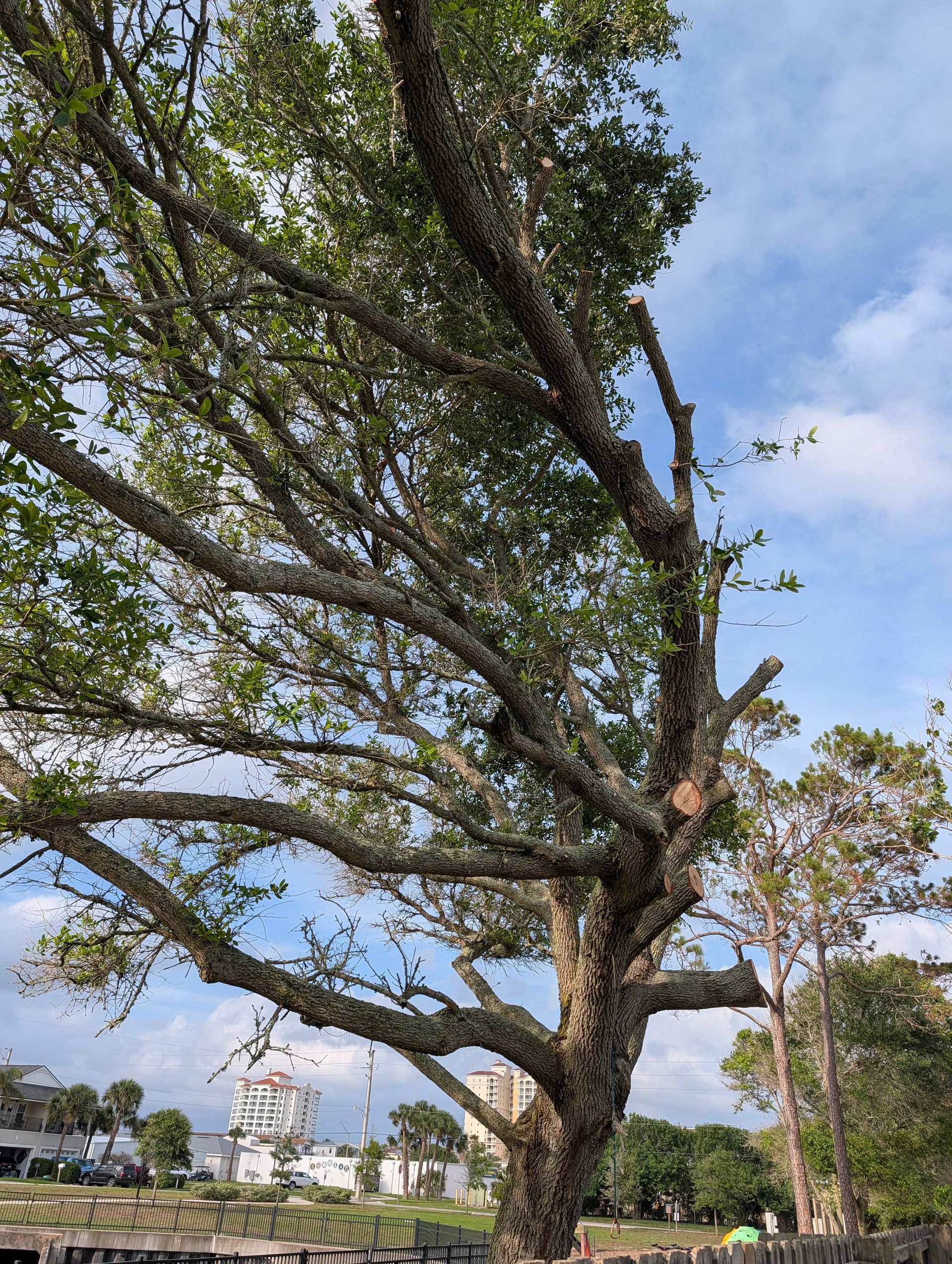 Large leafy tree with sprawling branches in a grassy park under a blue sky