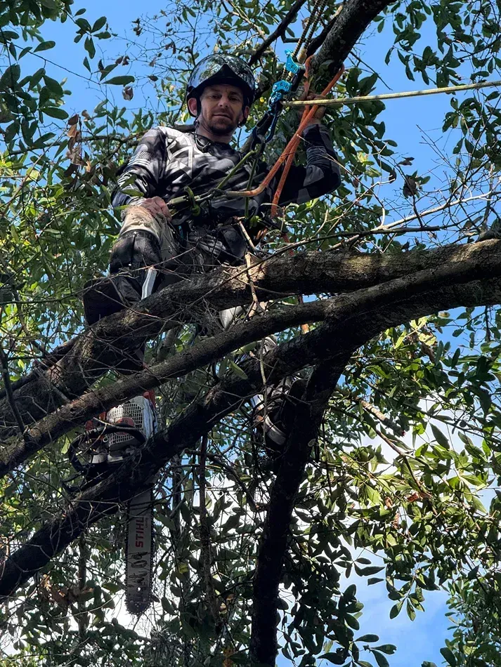 Person in a tree cutting branches with a saw, wearing camouflage gear under a blue sky.