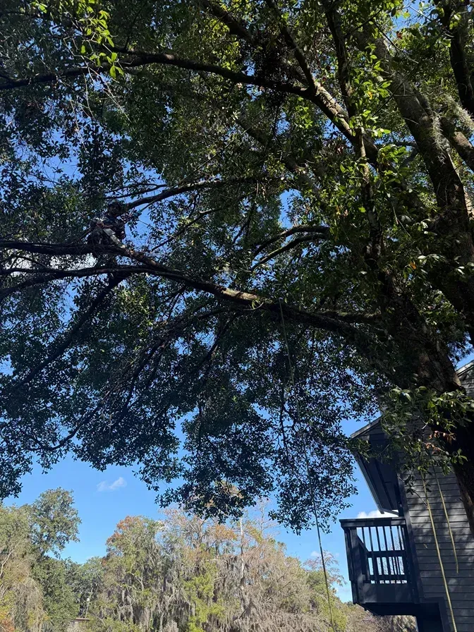 Tree canopy with blue sky and a wooden balcony on the right