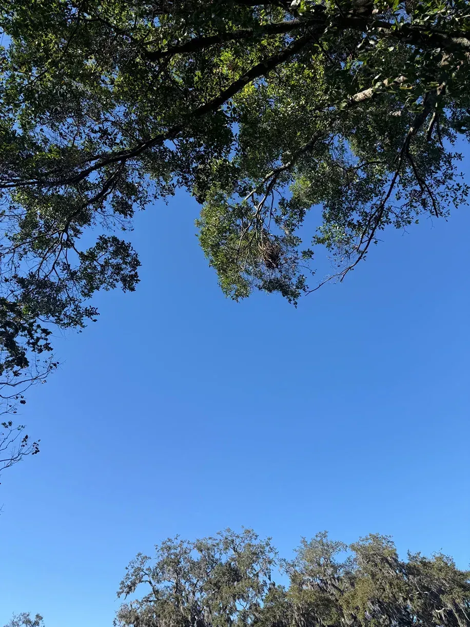 Tree branches framing a bright blue sky with a small cloud overhead
