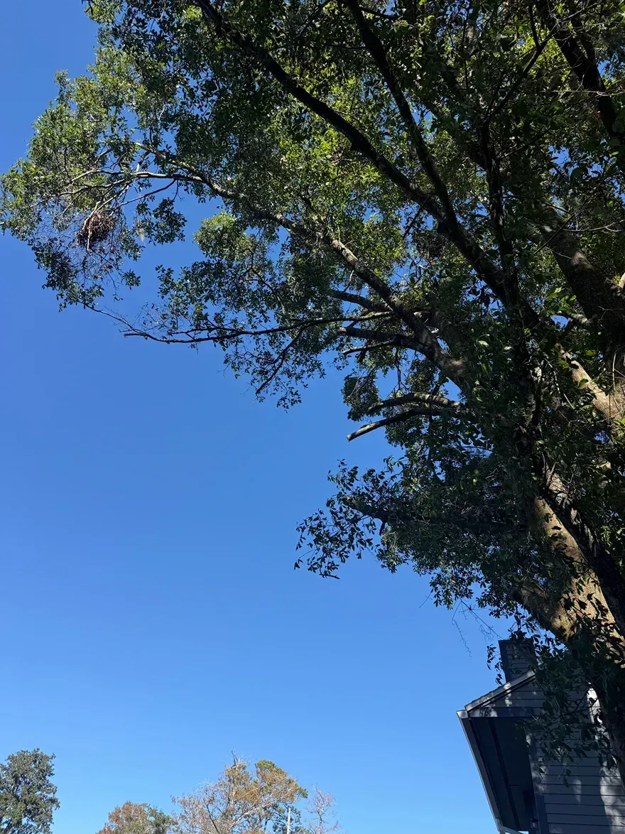 Blue sky framed by tall leafy tree branches, with a house roofline at right