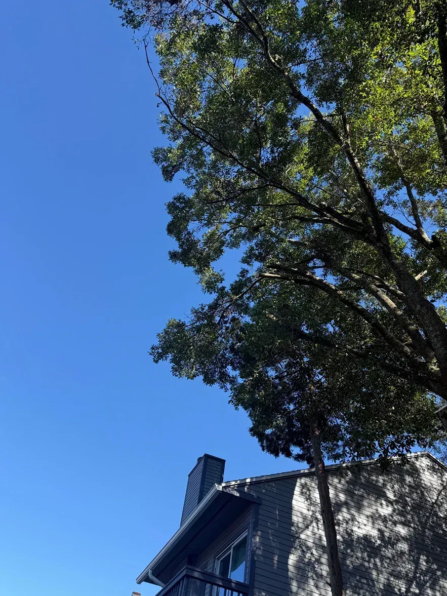 Blue sky above a house roof and tall leafy tree branches