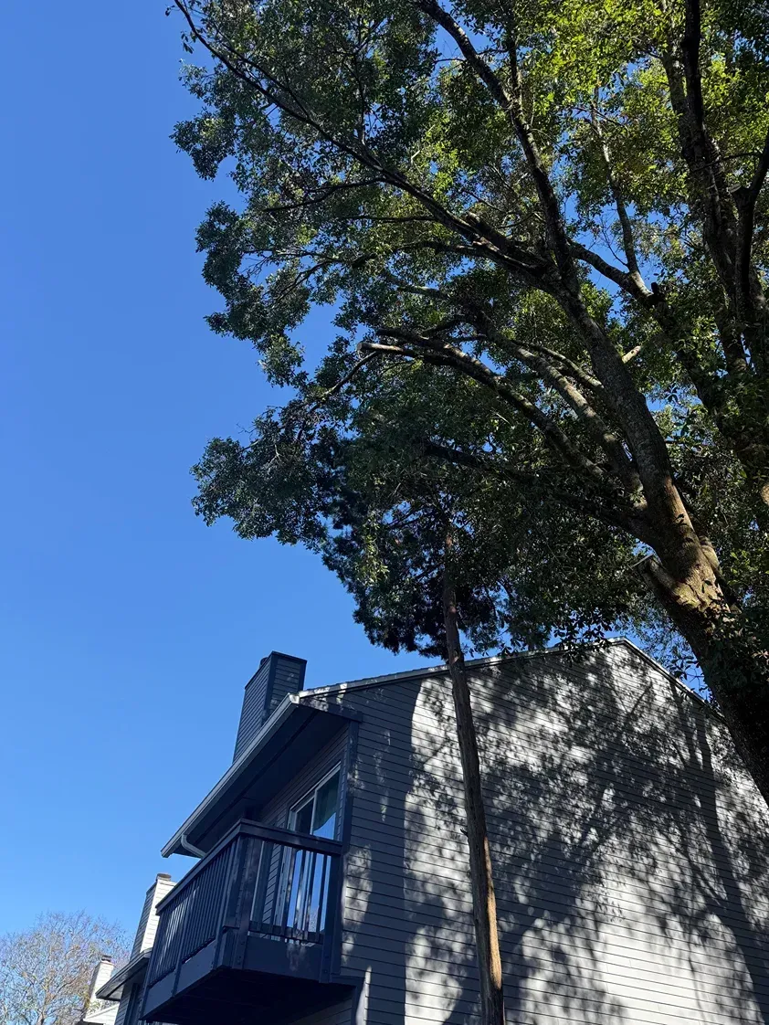 Blue sky above a white house with a blue balcony, partly covered by a large leafy tree.