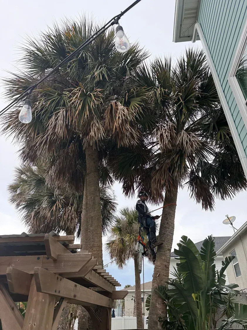 Tall palm trees beside a building under a cloudy sky