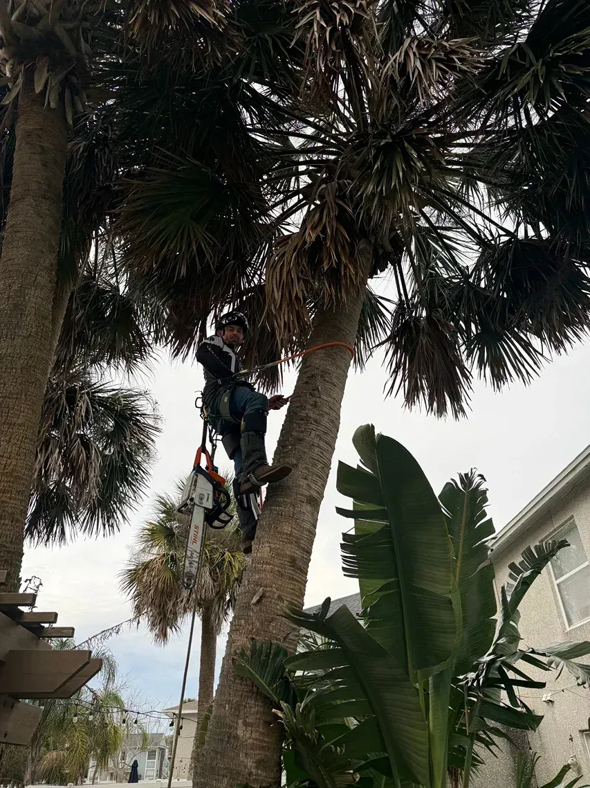 Worker climbing a tall palm tree with climbing gear in a residential yard